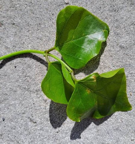 Erythrina afra leaf